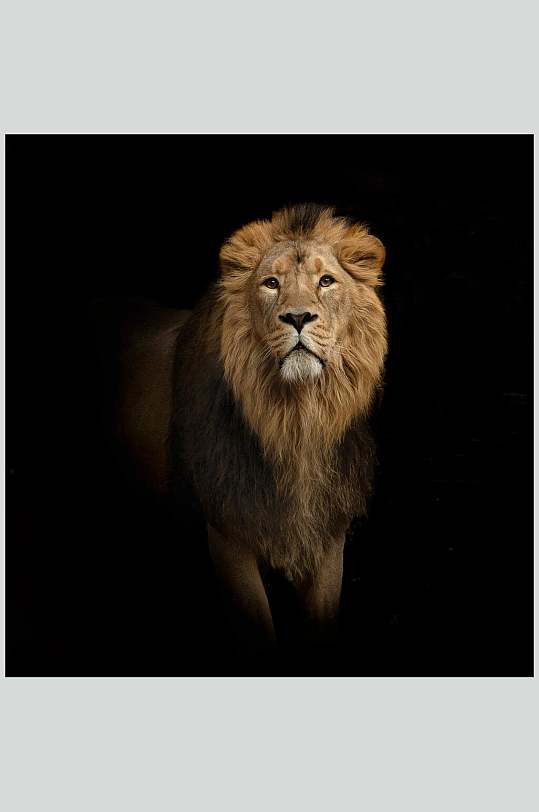 黑底雄狮摄影特写图片