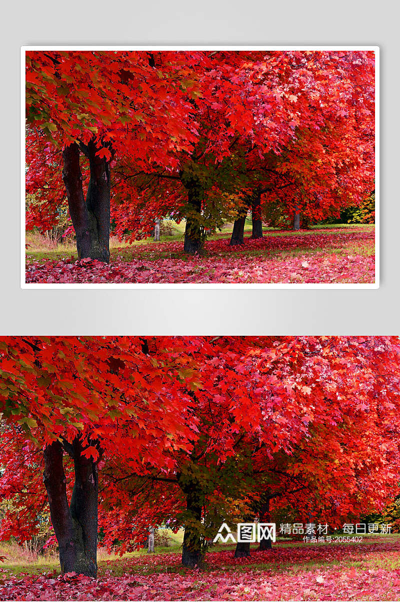 秋天落叶风景图片火红的红枫林素材