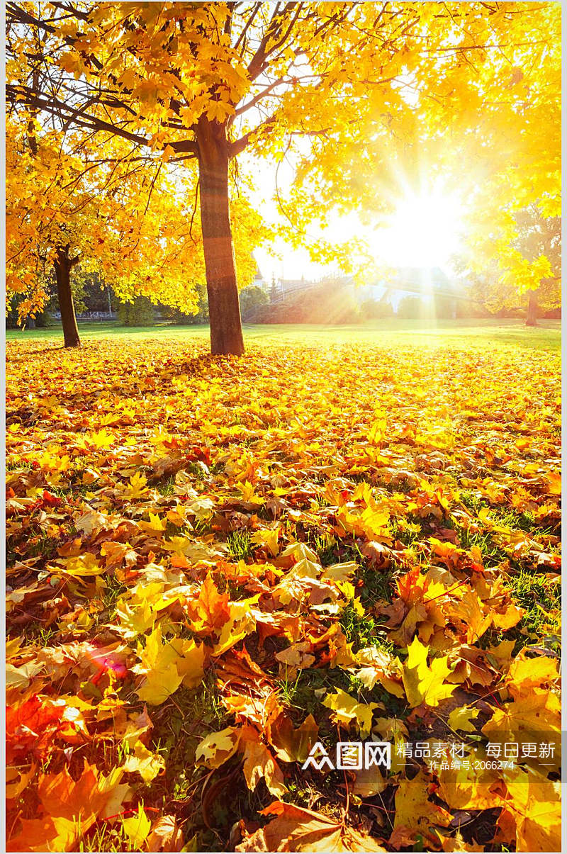秋天落叶风景图片森林落叶素材