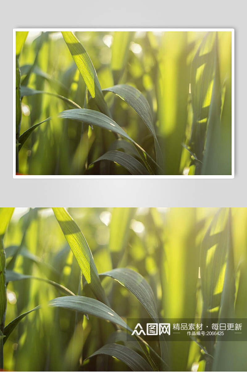 草地草坪图片两联玉米田摄影图素材
