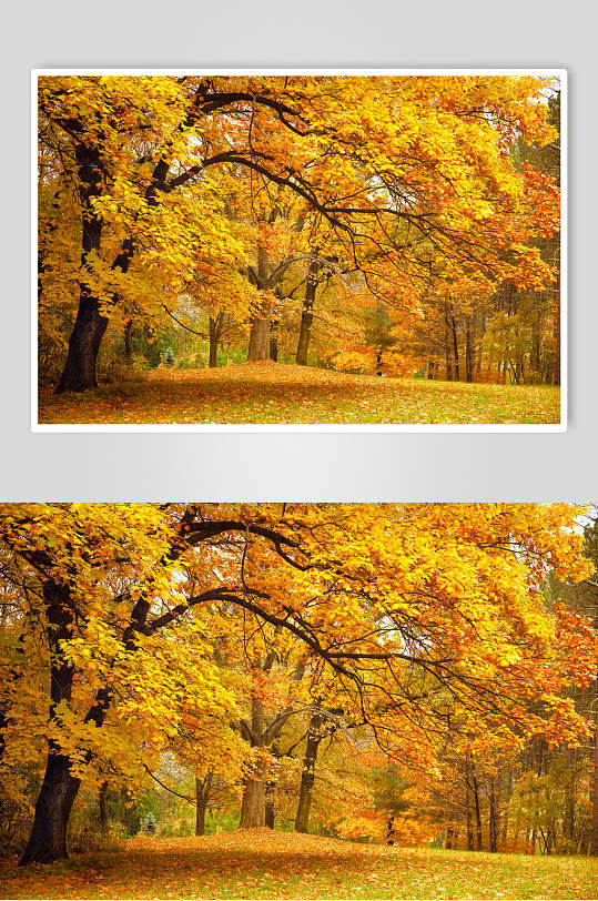 秋天落叶风景图片两联金黄的银杏树