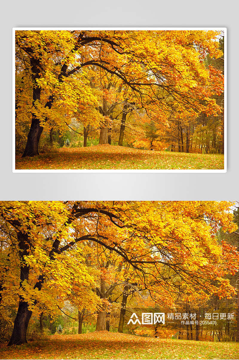 秋天落叶风景图片两联金黄的银杏树素材