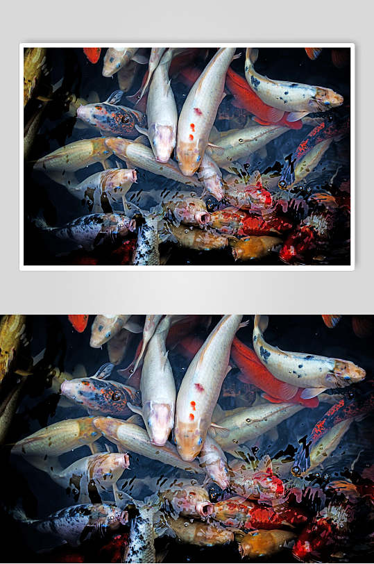 观赏鱼吃食图片