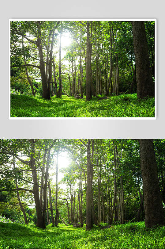 绿色原始森林图片