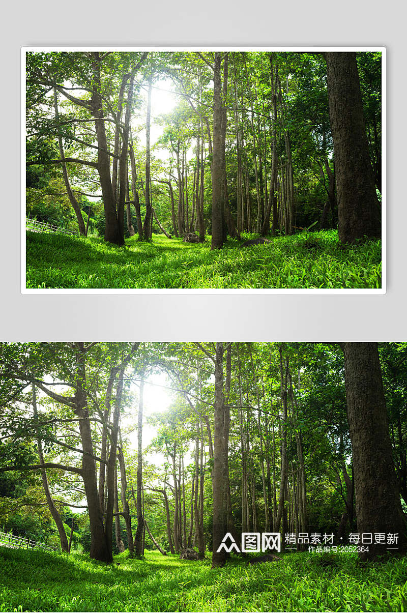 绿色原始森林图片素材