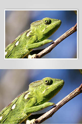 变色龙蜥蜴图片两只蜥蜴视觉摄影图
