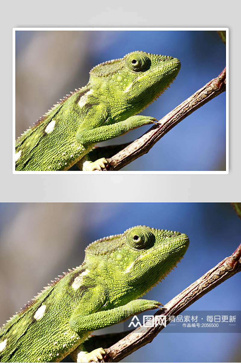 变色龙蜥蜴图片两只蜥蜴视觉摄影图素材