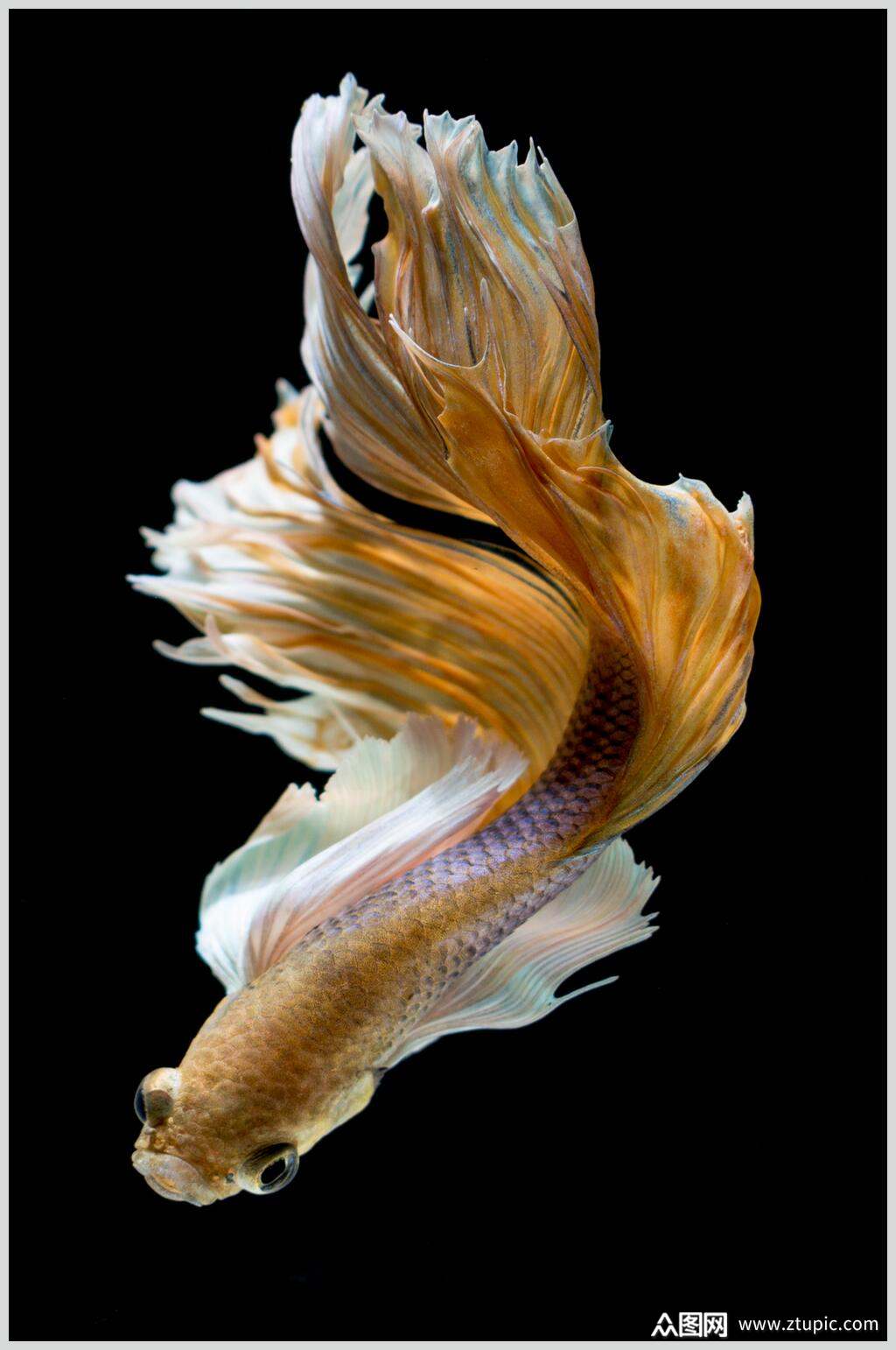 斗鱼图片一只金鱼特写摄影图素材