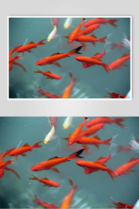 观赏鱼背景图片