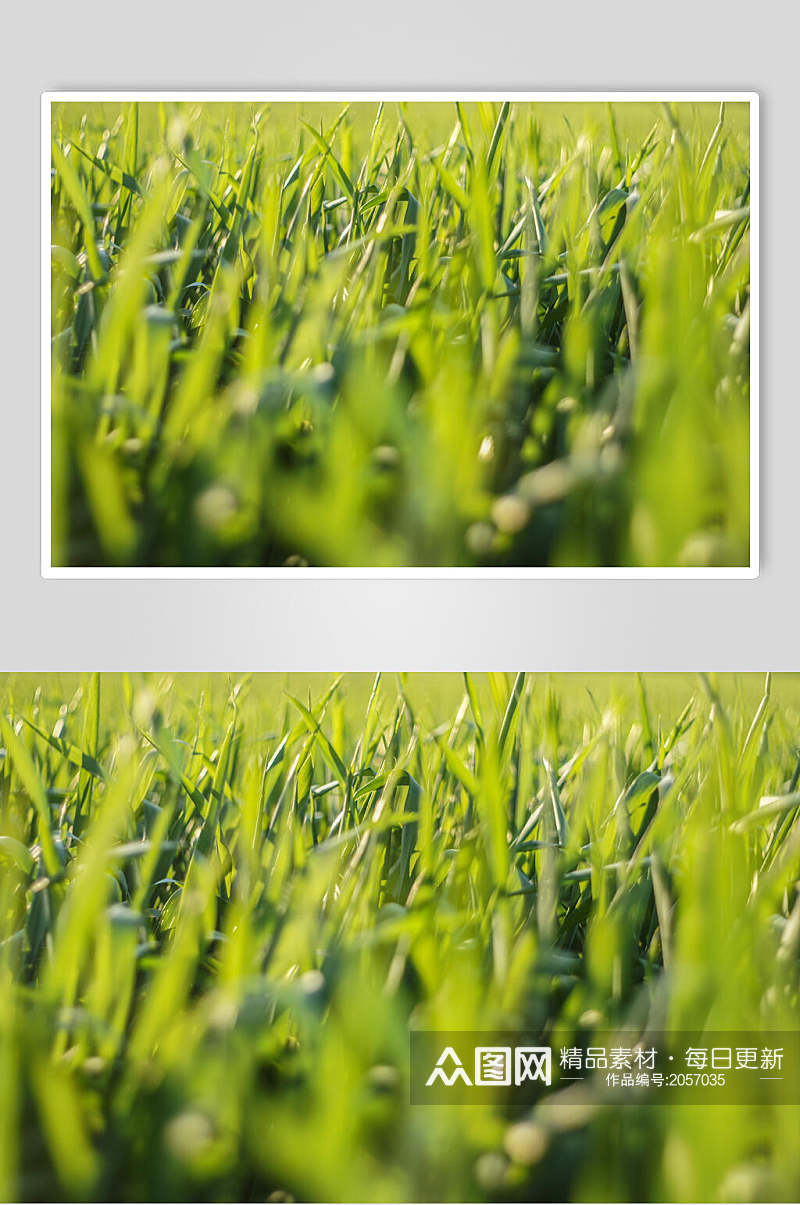 草地草坪图片禾苗两联摄影视觉图素材