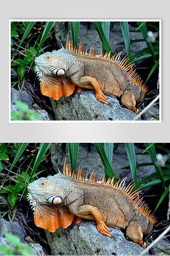变色龙蜥蜴图片装死的蜥蜴两联摄影视觉