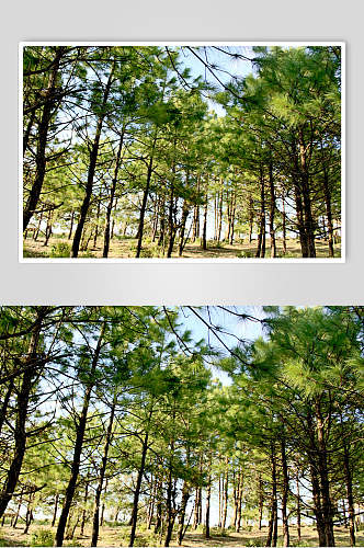 原始森林树木摄影图片