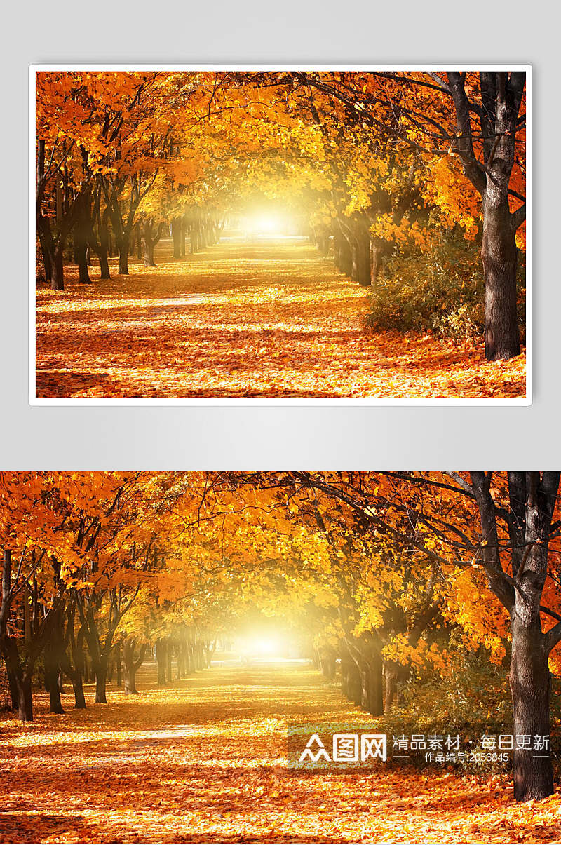 秋天落叶风景图片森林小道摄影图素材