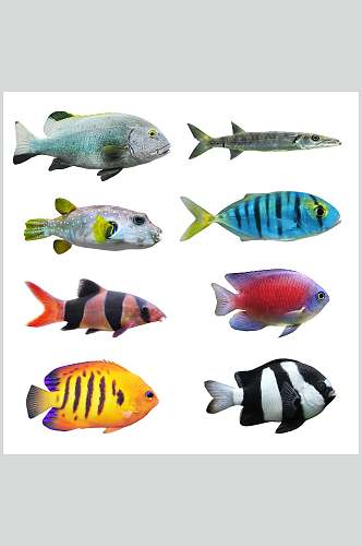 水彩海鱼斗鱼图片