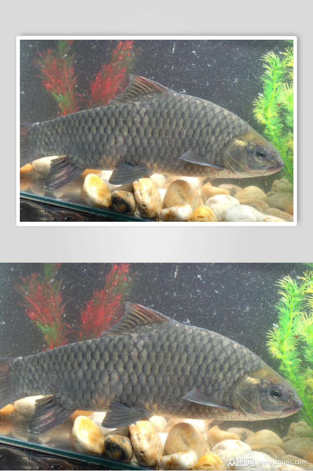 众图网独家提供活鲜青波食品图片素材免费下载,本作品