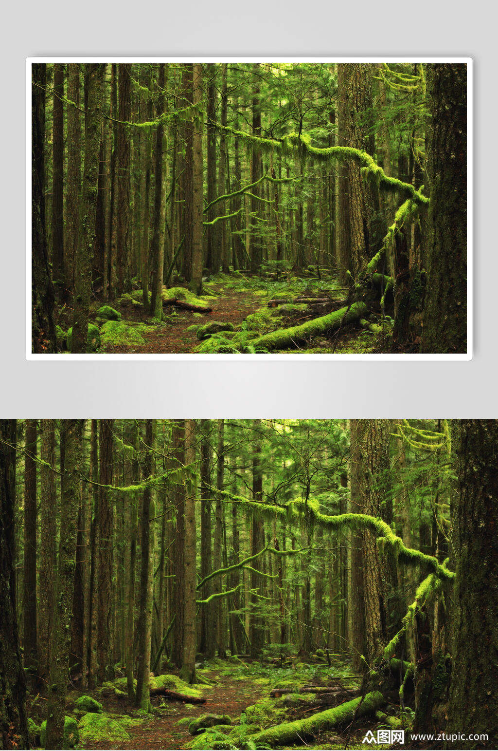 绿野仙踪原始森林图片