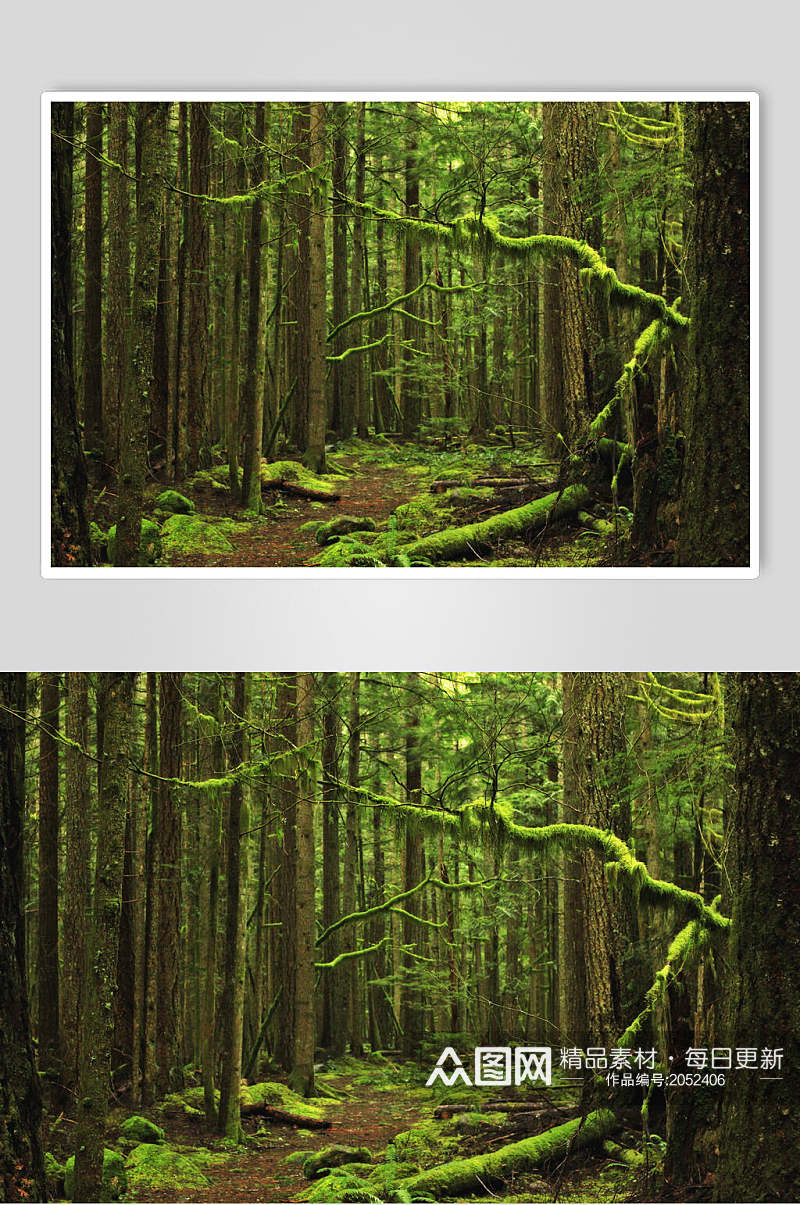 绿野仙踪原始森林图片素材