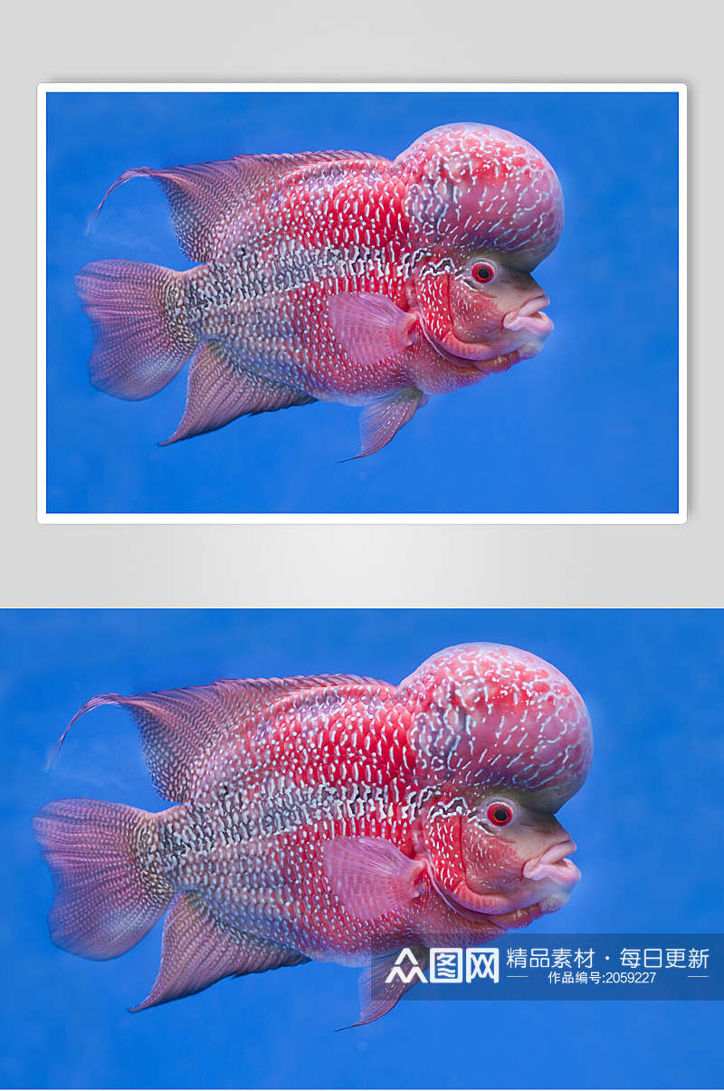 斗鱼图片红色金鱼热带观赏鱼视觉摄影图素材