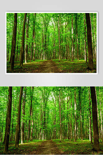 树木原始森林图片