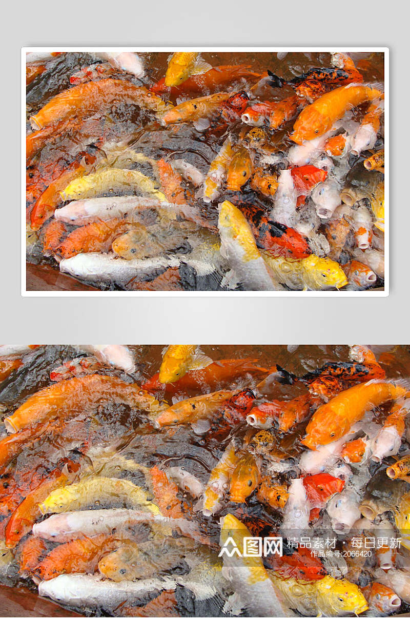 观赏鱼图片鲤鱼成群抢食特写摄影图素材