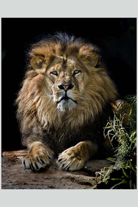 简约自然北美洲雄狮图片摄影图