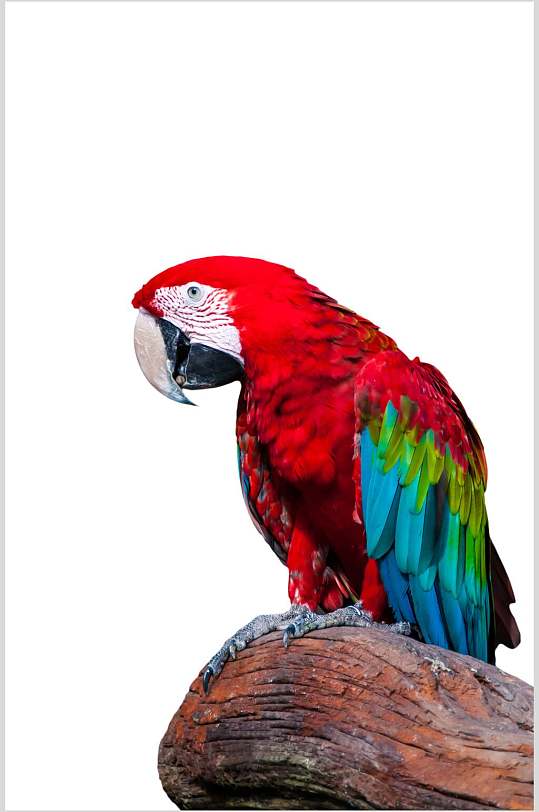 红蓝鹦鹉高清图片