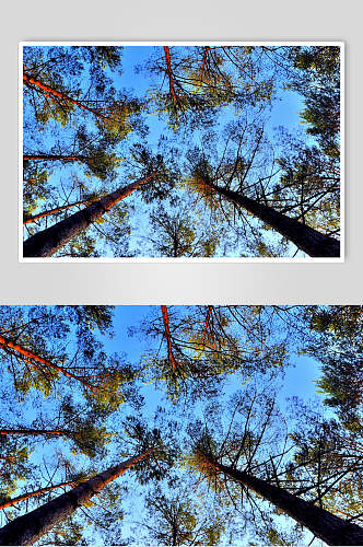 原始森林图片树木和森林上课视觉摄影图