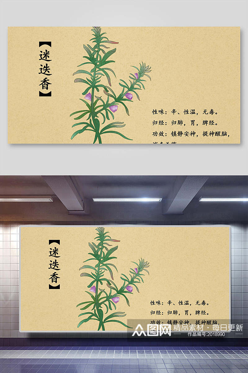 迷迭香本草纲目中草药介绍展板素材