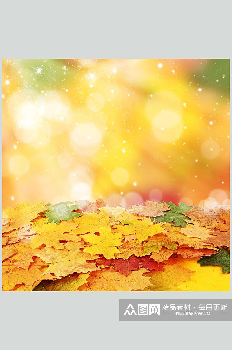 秋天落叶风景图片秋叶特写秋日阳光素材