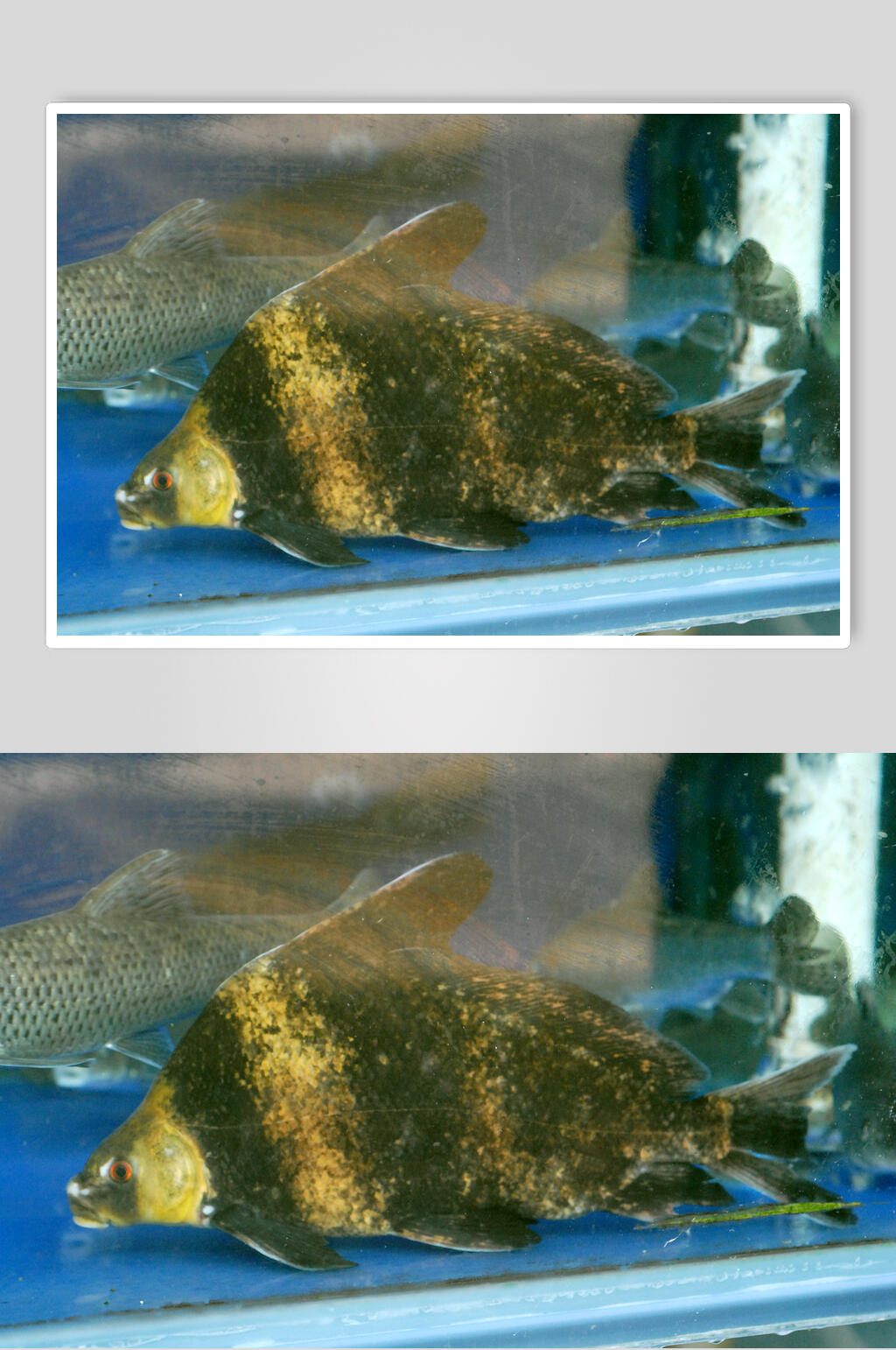 美味桂鱼食品摄影图片素材