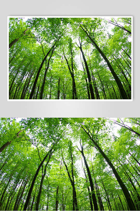 阳光参天大树原始森林图片-众图网