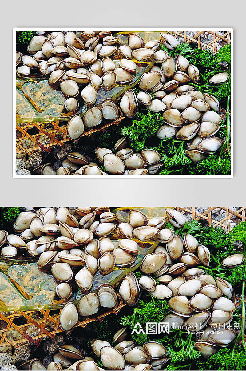 海鲜海瓜子食品高清图片素材