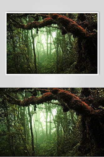 自然原始森林图片