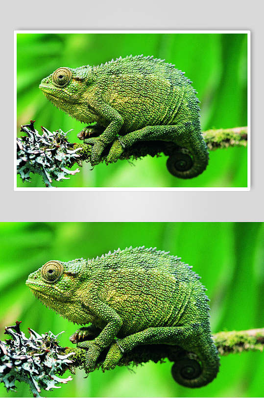 宠物变色龙创意海报图片-宠物变色龙创意海报设计素材-宠物变色龙创意