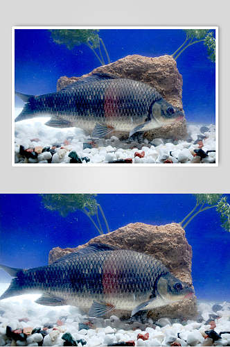 长江岩鲤美食食品图片