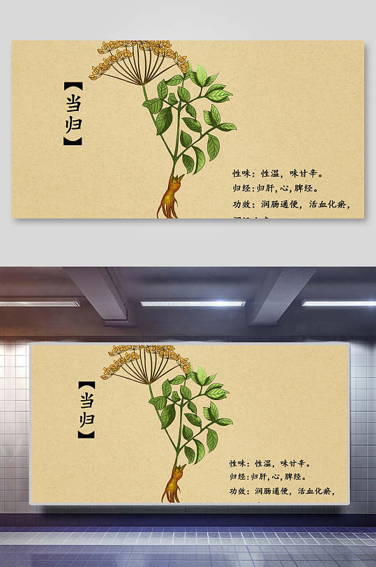 当归本草纲目中草药介绍展板