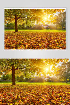 秋天落叶风景图片两联摄影视觉图