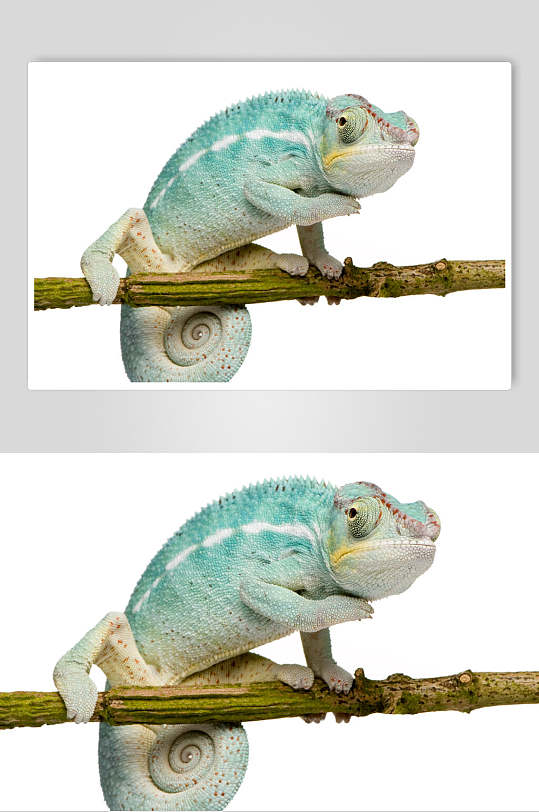 宠物变色龙创意海报图片-宠物变色龙创意海报设计素材-宠物变色龙创意