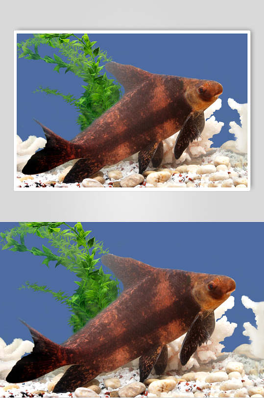 胭脂鱼海鲜类生鲜食材摄影图