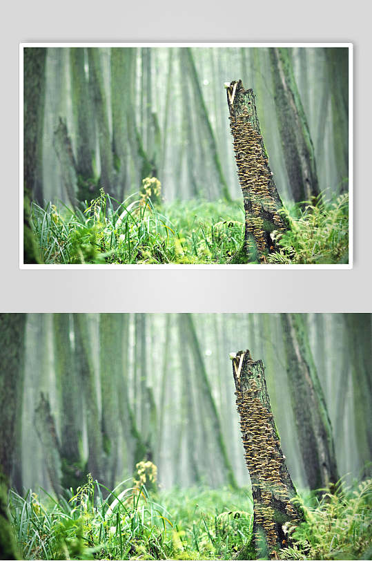 原始森林图片两联枯木生长视觉摄影图