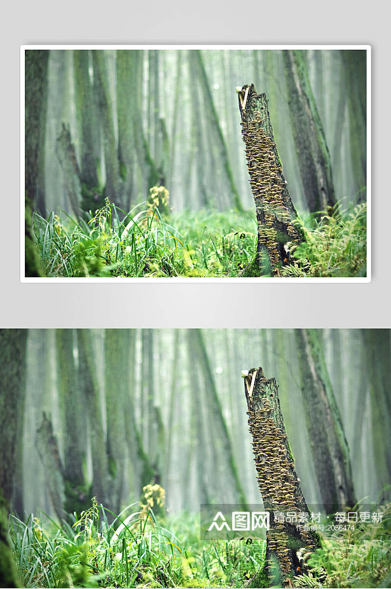 原始森林图片两联枯木生长视觉摄影图素材
