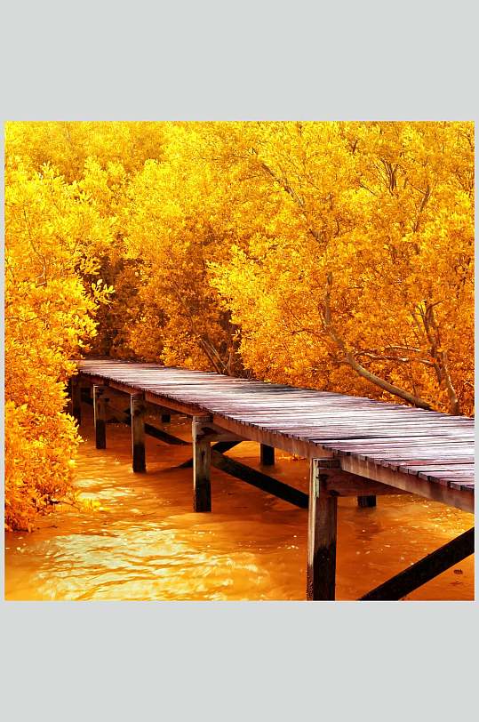秋天落叶风景图片胡杨林和木桥