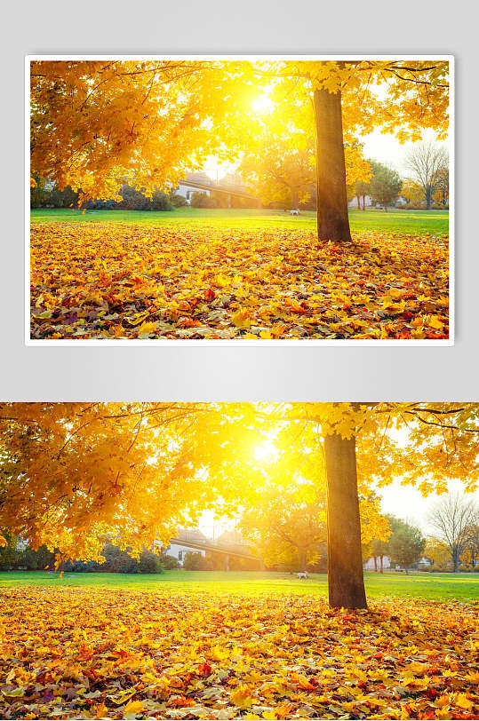 秋天落叶风景图片摄影视觉图黄色枫林