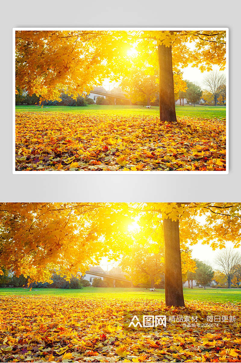 秋天落叶风景图片摄影视觉图黄色枫林素材