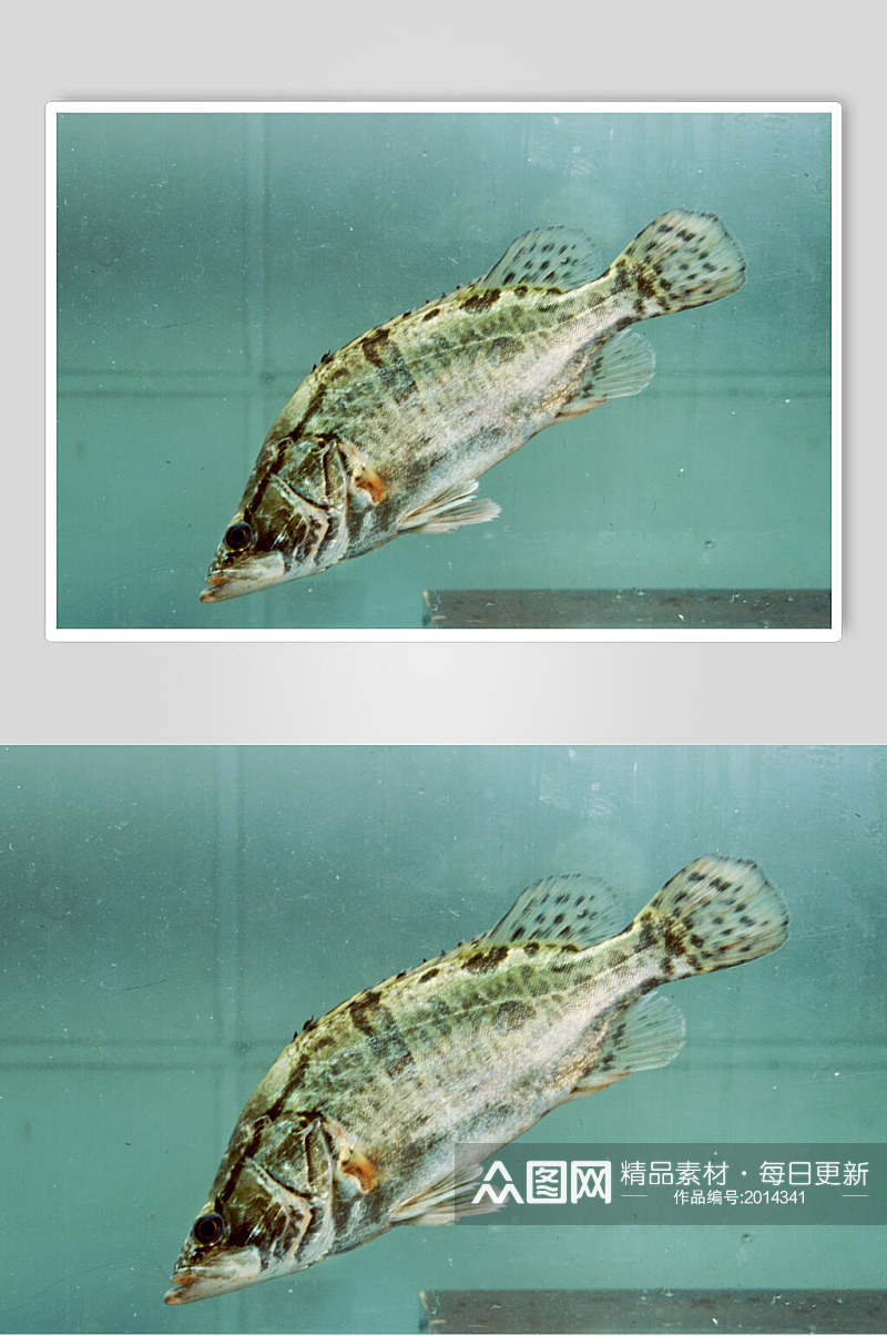 新鲜桂鱼高清图片素材