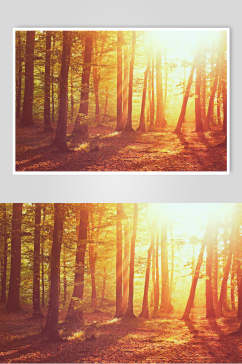 秋天落叶风景图片两联森林