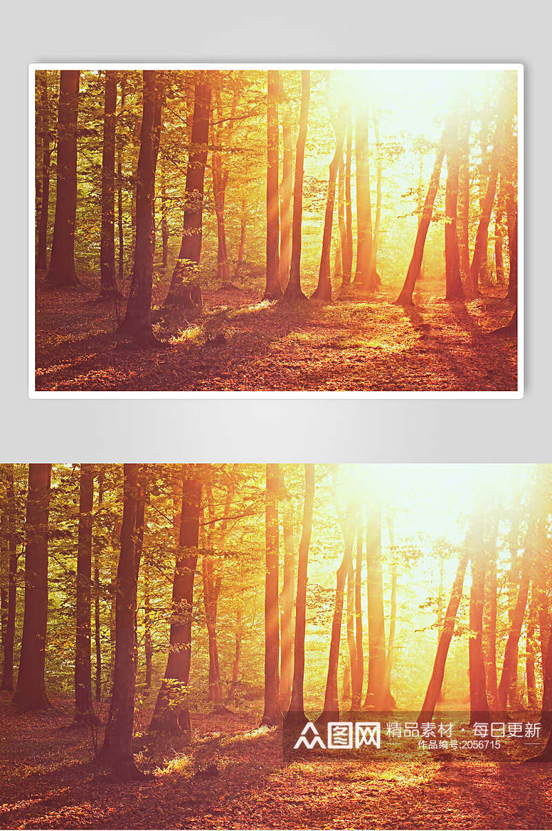 秋天落叶风景图片两联森林素材