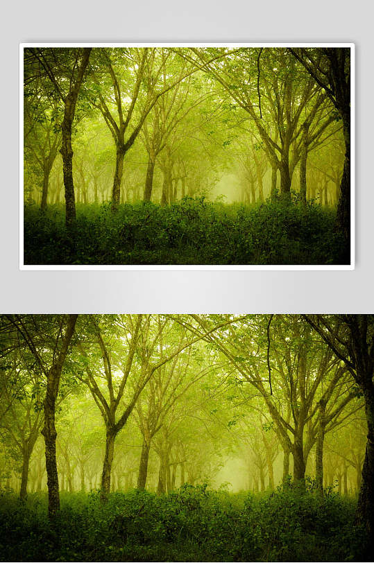 嫩绿色原始森林图片