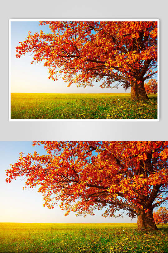 秋天落叶风景图片两联一颗秋天的大树