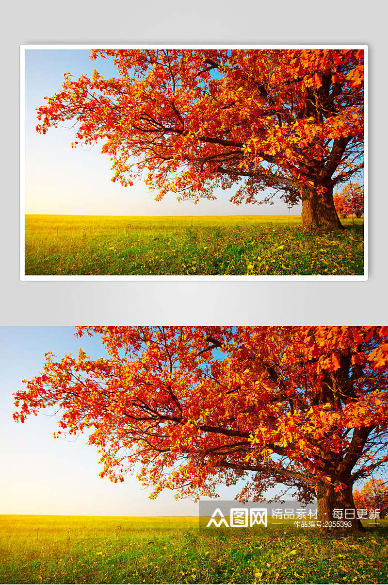 秋天落叶风景图片两联一颗秋天的大树素材